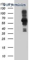 OriGene TA504448BM image 1