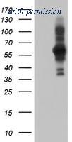 OriGene TA504449AM image 1