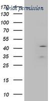 OriGene TA504450AM image 1