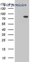 OriGene TA504451AM image 1