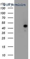 OriGene TA504454AM image 1