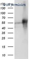 OriGene TA504461BM image 1