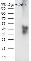 OriGene TA504465AM image 1