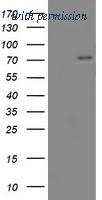OriGene TA504472AM image 1