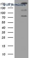 OriGene TA504474AM image 1