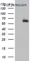 OriGene TA504490BM image 1