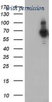 OriGene TA504505AM image 1