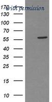 OriGene TA504508AM image 1