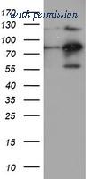 OriGene TA504509BM image 1