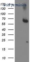 OriGene TA504514BM image 1