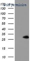 OriGene TA504539AM image 1
