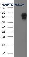 OriGene TA504546BM image 1