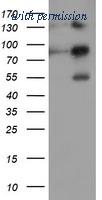 OriGene TA504549AM image 1