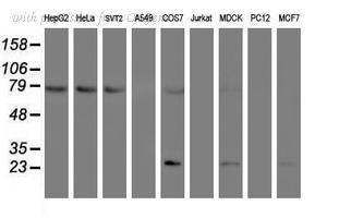OriGene TA504550AM image 1