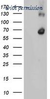 OriGene TA504551AM image 1