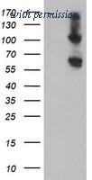 OriGene TA504552AM image 1