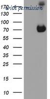 OriGene TA504553AM image 1