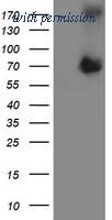OriGene TA504554AM image 1