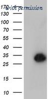 OriGene TA504557AM image 1