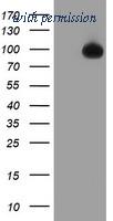 OriGene TA504563AM image 1