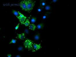 OriGene TA504564AM image 1