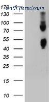 OriGene TA504593AM image 1