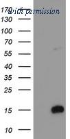 OriGene TA504594AM image 1