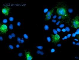 OriGene TA504605BM image 1