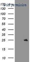 OriGene TA504612BM image 1