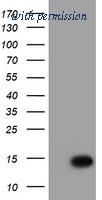 OriGene TA504614AM image 1