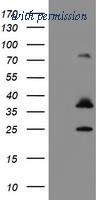 OriGene TA504615BM image 1