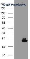 OriGene TA504630AM image 1