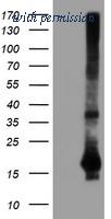 OriGene TA504633AM image 1