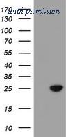 OriGene TA504634AM image 1