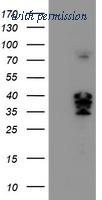 OriGene TA504636BM image 1