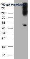 OriGene TA504644AM image 1