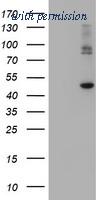 OriGene TA504645BM image 1