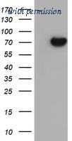 OriGene TA504662BM image 1