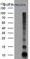 OriGene TA504717BM image 1