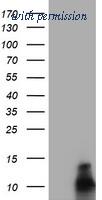 OriGene TA504726AM image 1