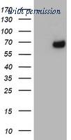 OriGene TA504728AM image 1