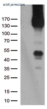 OriGene TA504762AM image 1