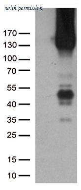 OriGene TA504763BM image 1