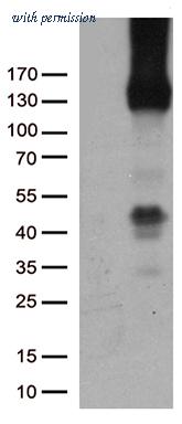 OriGene TA504773AM image 1