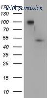 OriGene TA504788BM image 1