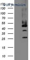 OriGene TA504792BM image 1