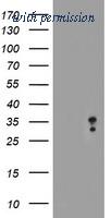 OriGene TA504837BM image 1