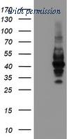 OriGene TA504883AM image 1