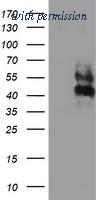 OriGene TA504884AM image 1