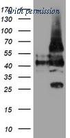OriGene TA504885AM image 1